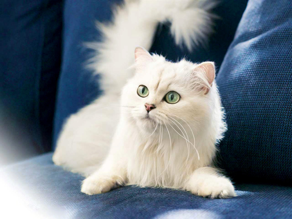 Turkish Angora.