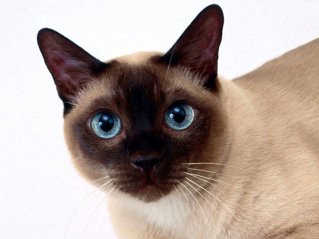 Tonkinese.