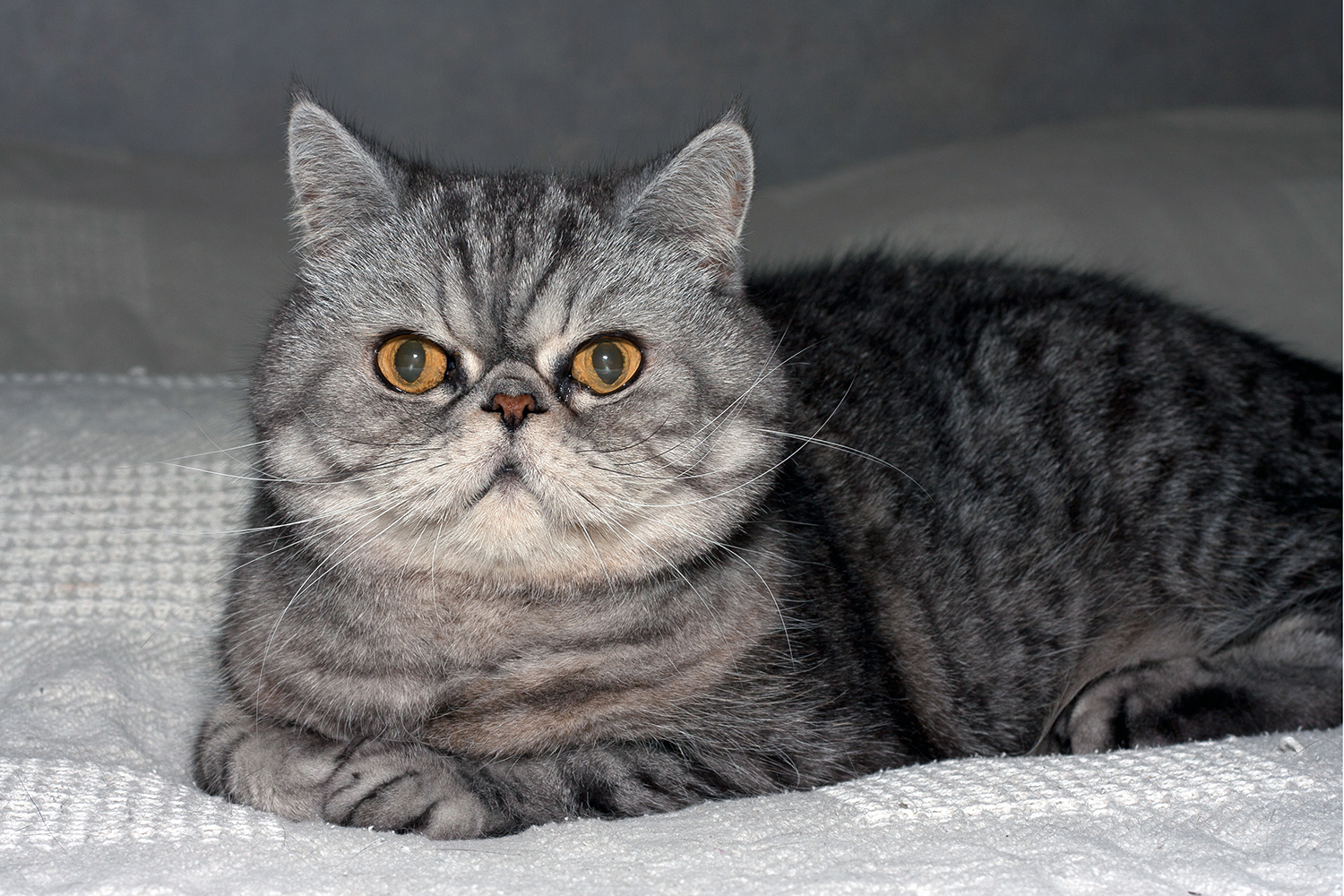 Exotic Shorthair.