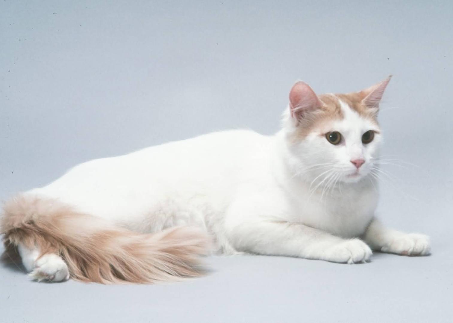 Turkish Van.