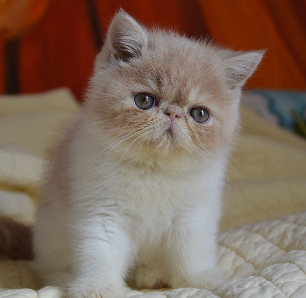 Exotic Shorthair.