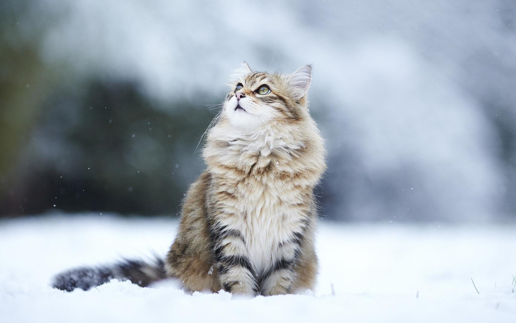 Siberian.