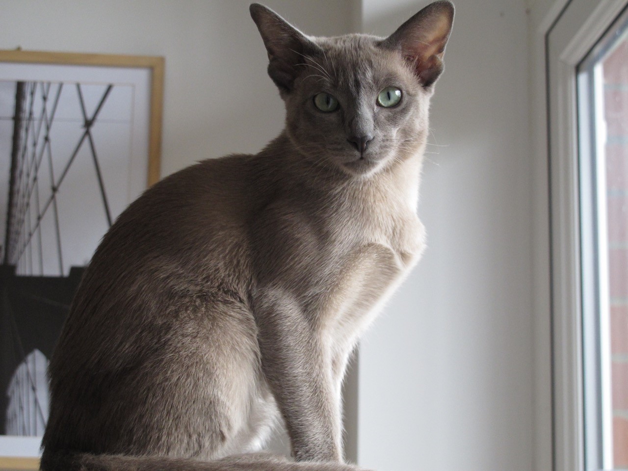 Tonkinese.