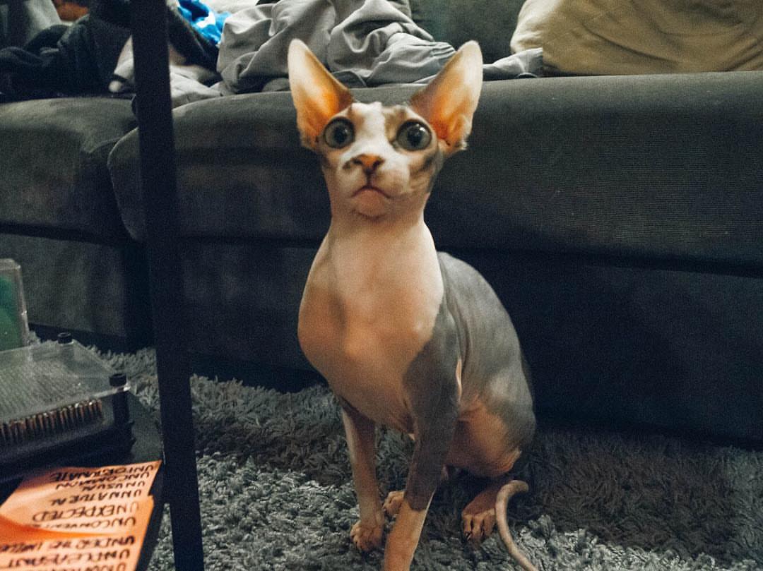 Sphynx.