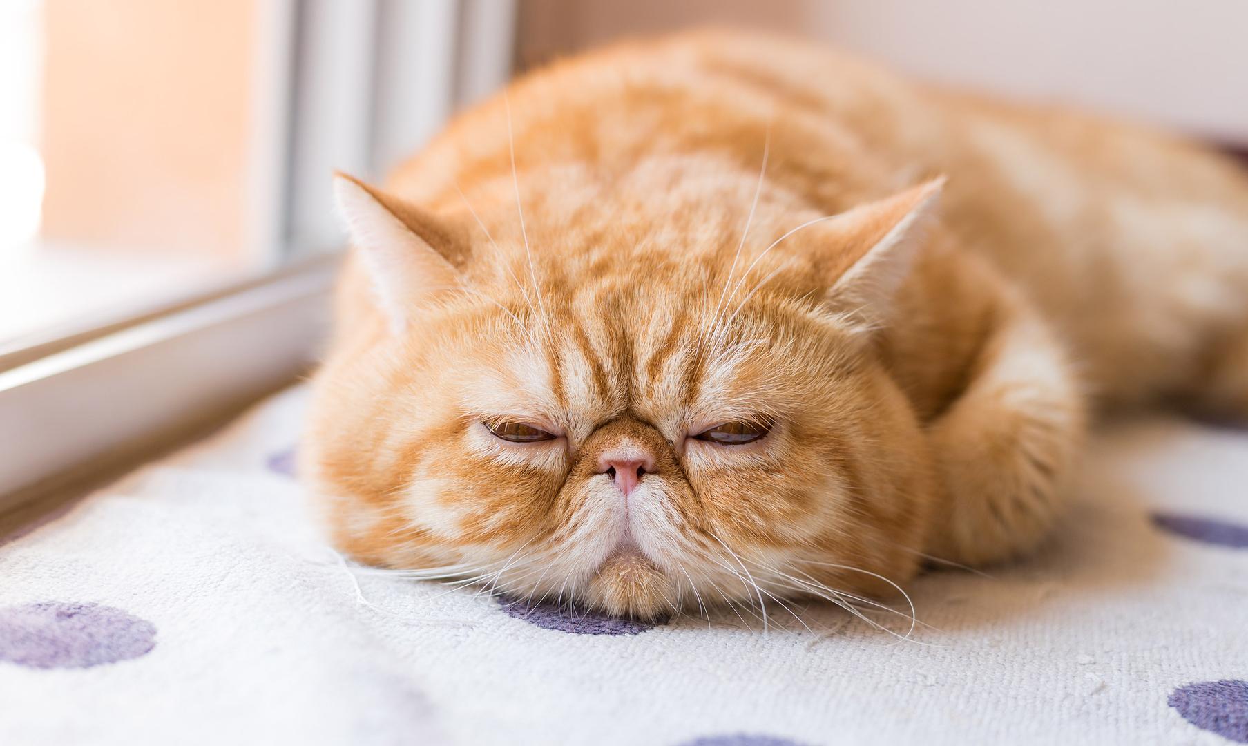 Exotic Shorthair.