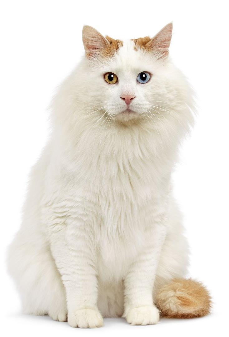 Turkish Van.