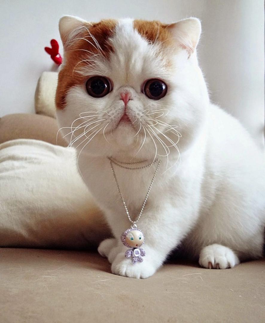Exotic Shorthair.