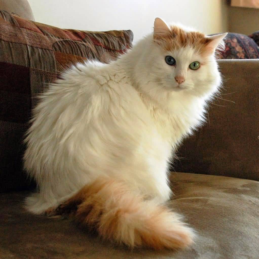 Turkish Van.