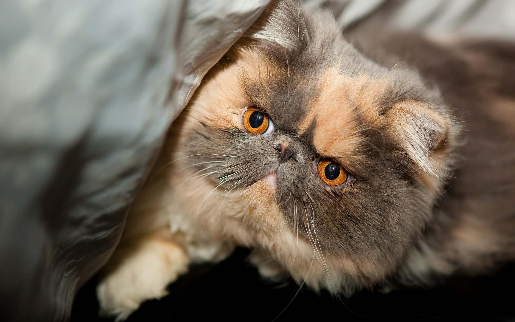 Exotic Shorthair.