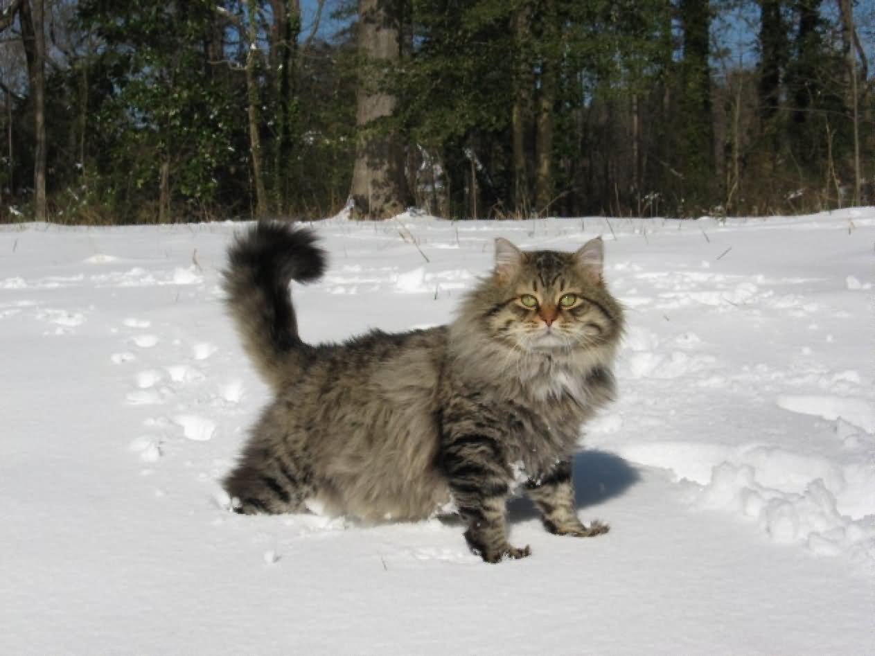Siberian.