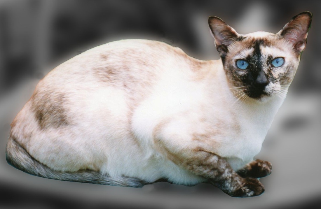 Tonkinese.