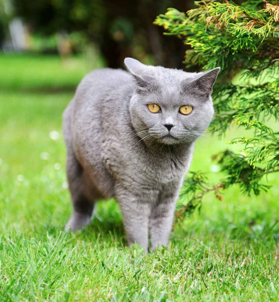 British Shorthair.