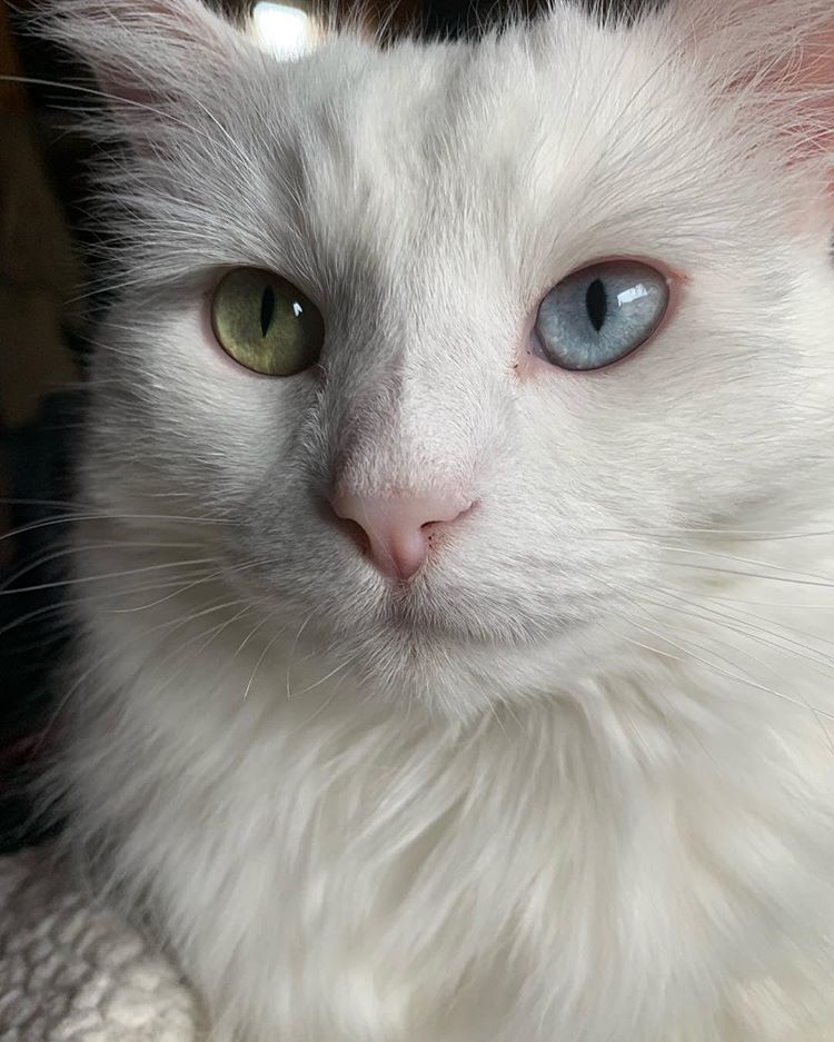 Turkish Angora.