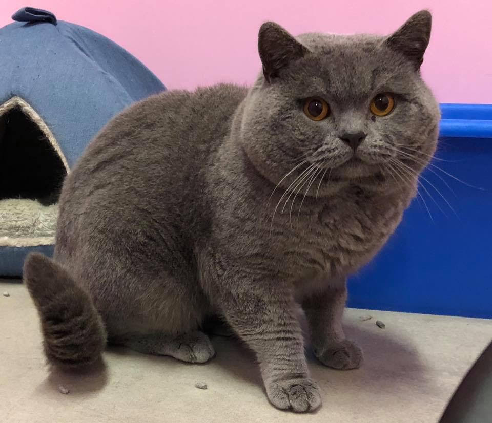 British Shorthair.