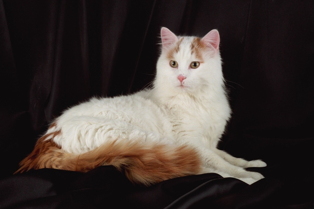 Turkish Van.