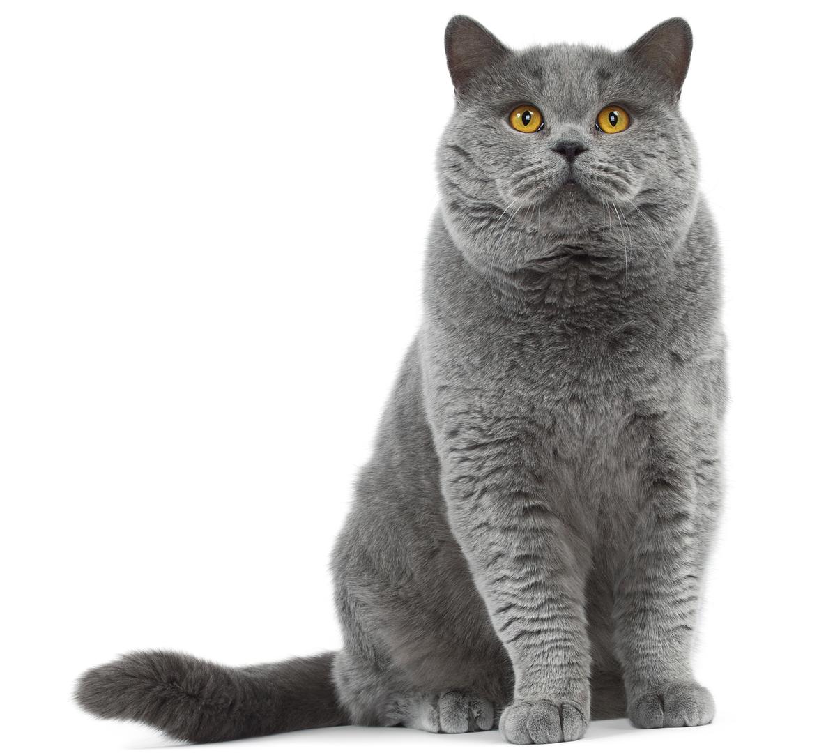 British Shorthair.
