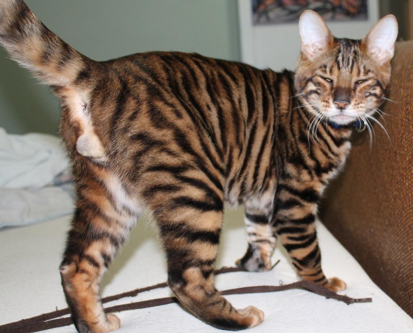 Toyger.