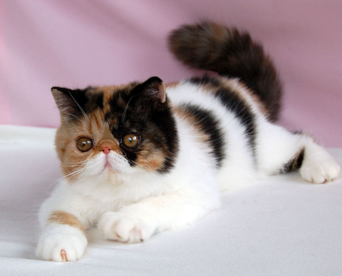 Exotic Shorthair.