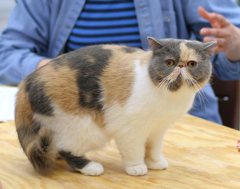 Exotic Shorthair.