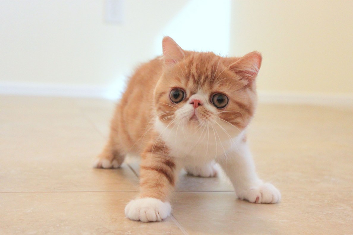 Exotic Shorthair.