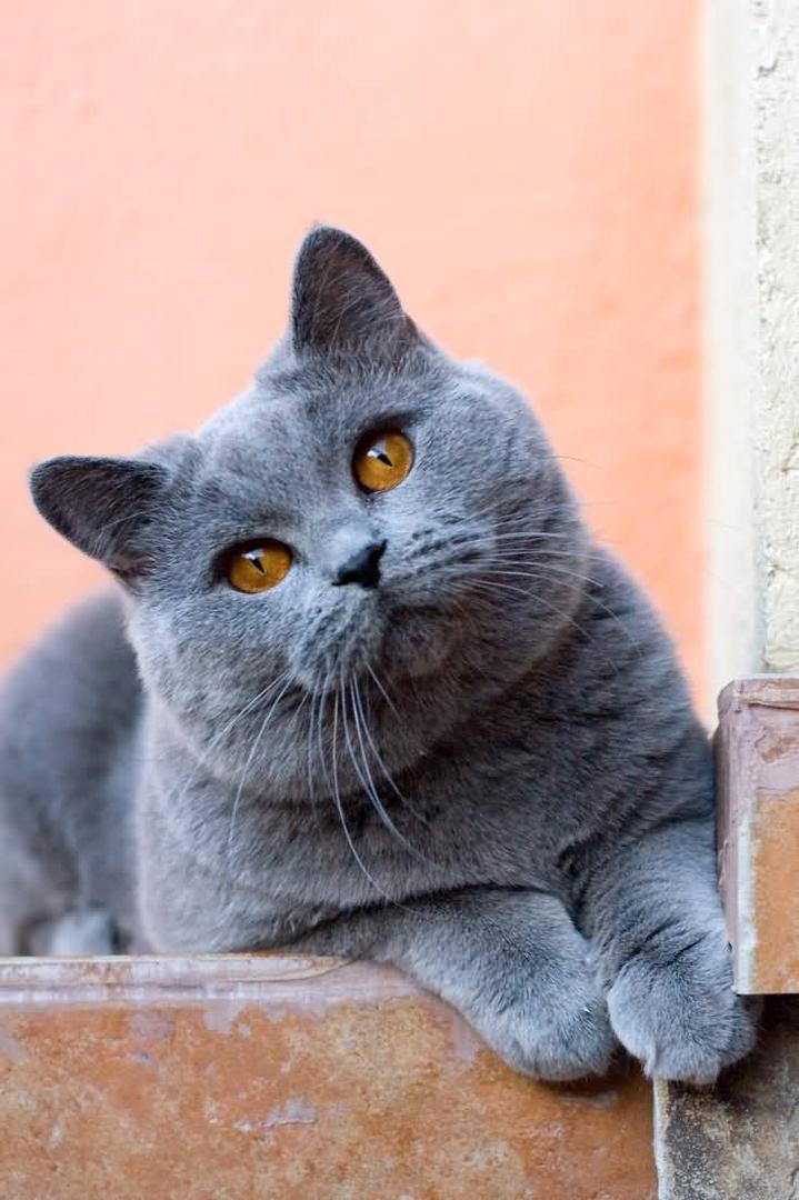 British Shorthair.