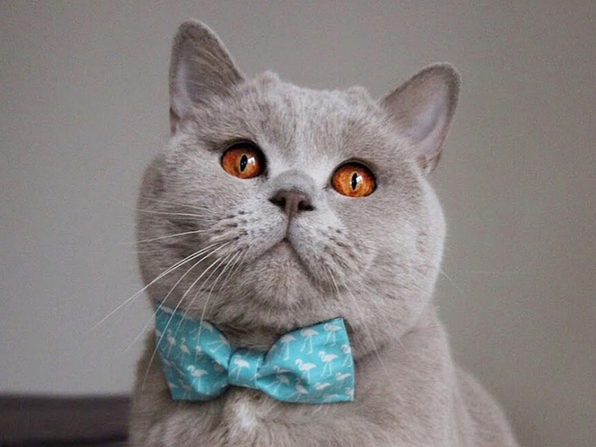 British Shorthair.