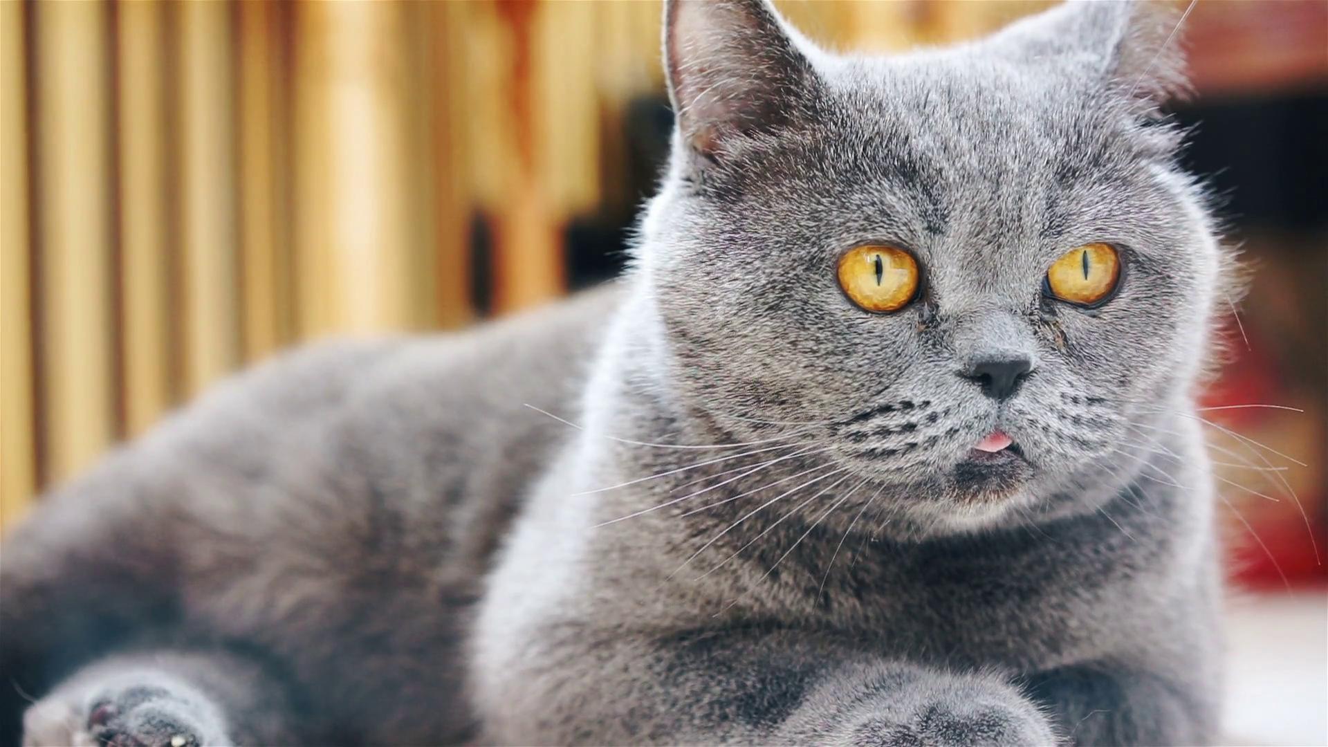 British Shorthair.
