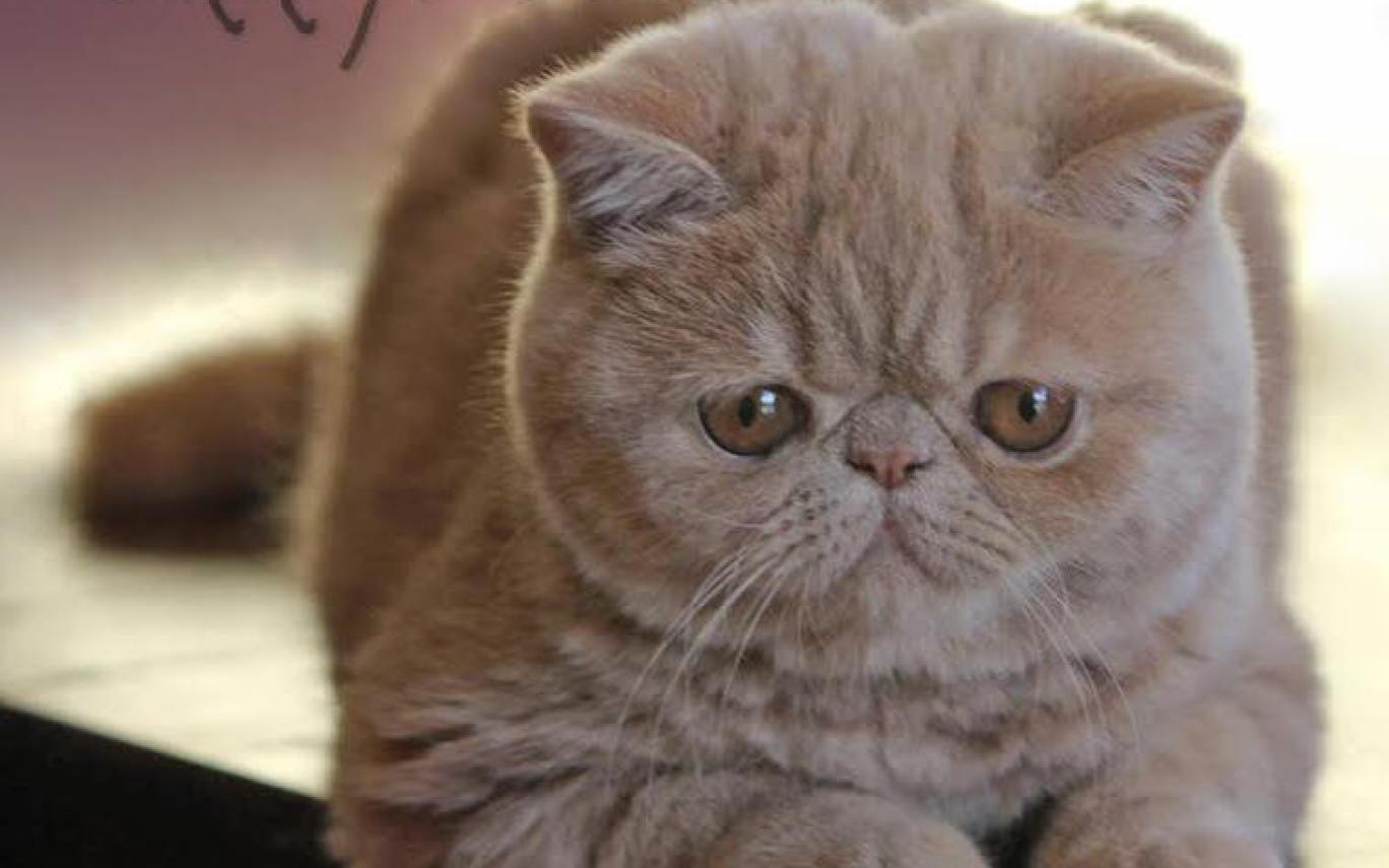 Exotic Shorthair.