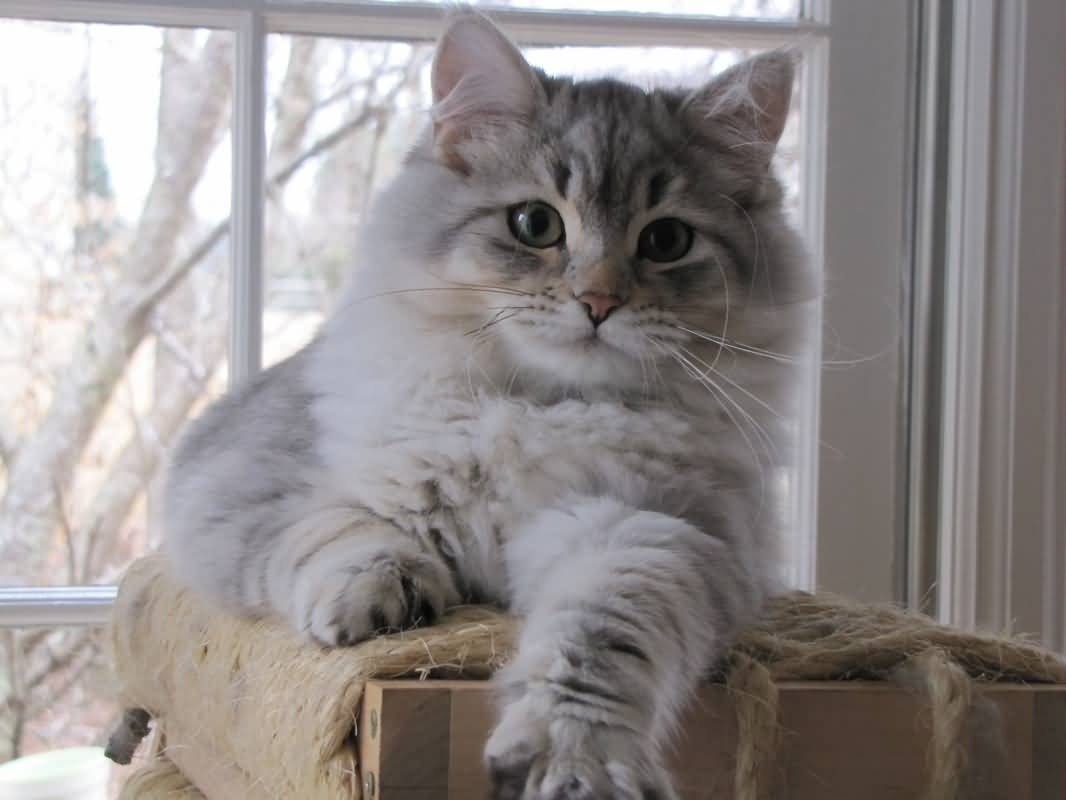 Siberian.