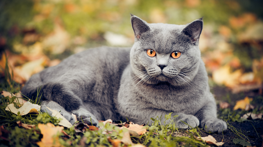 British Shorthair.