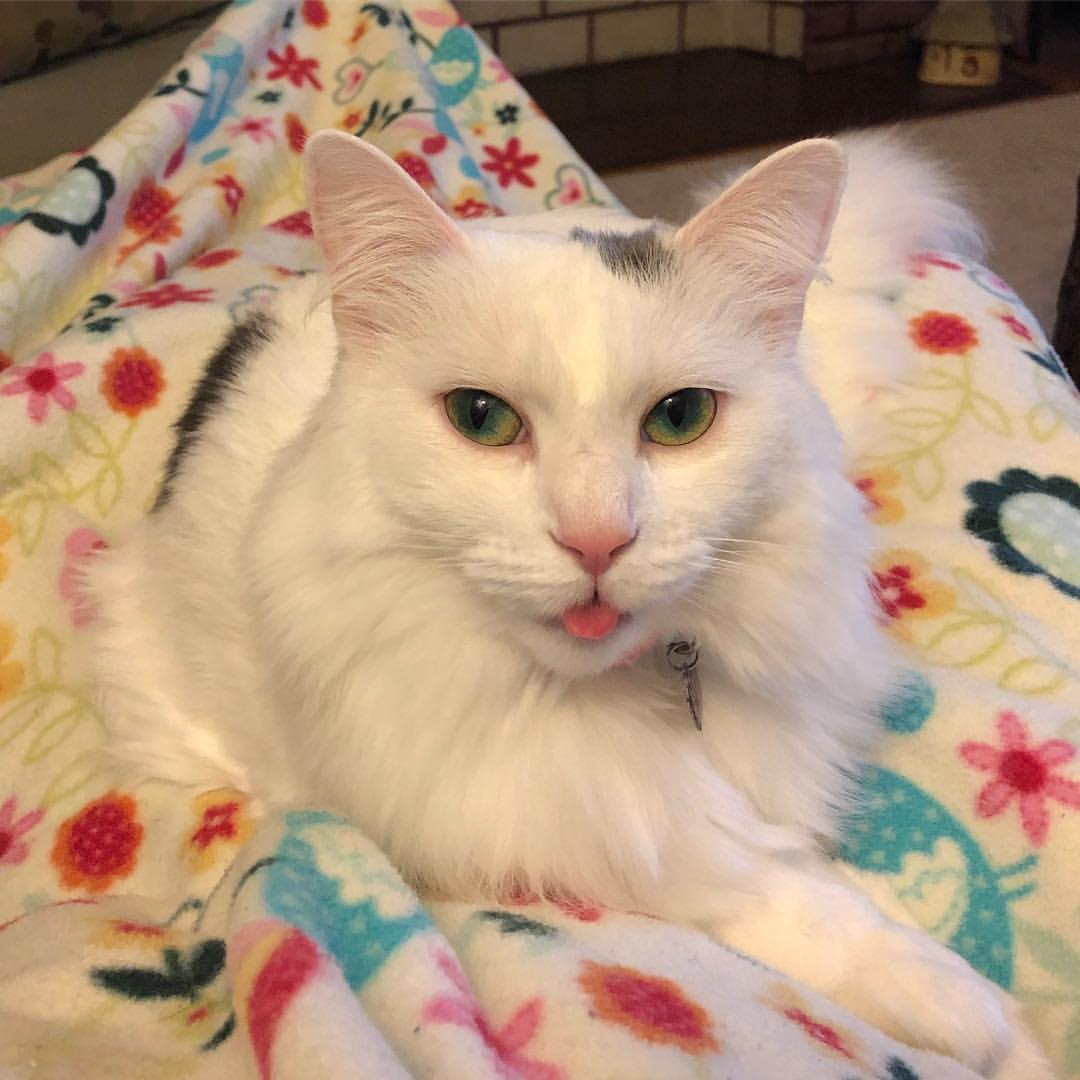 Turkish Angora.