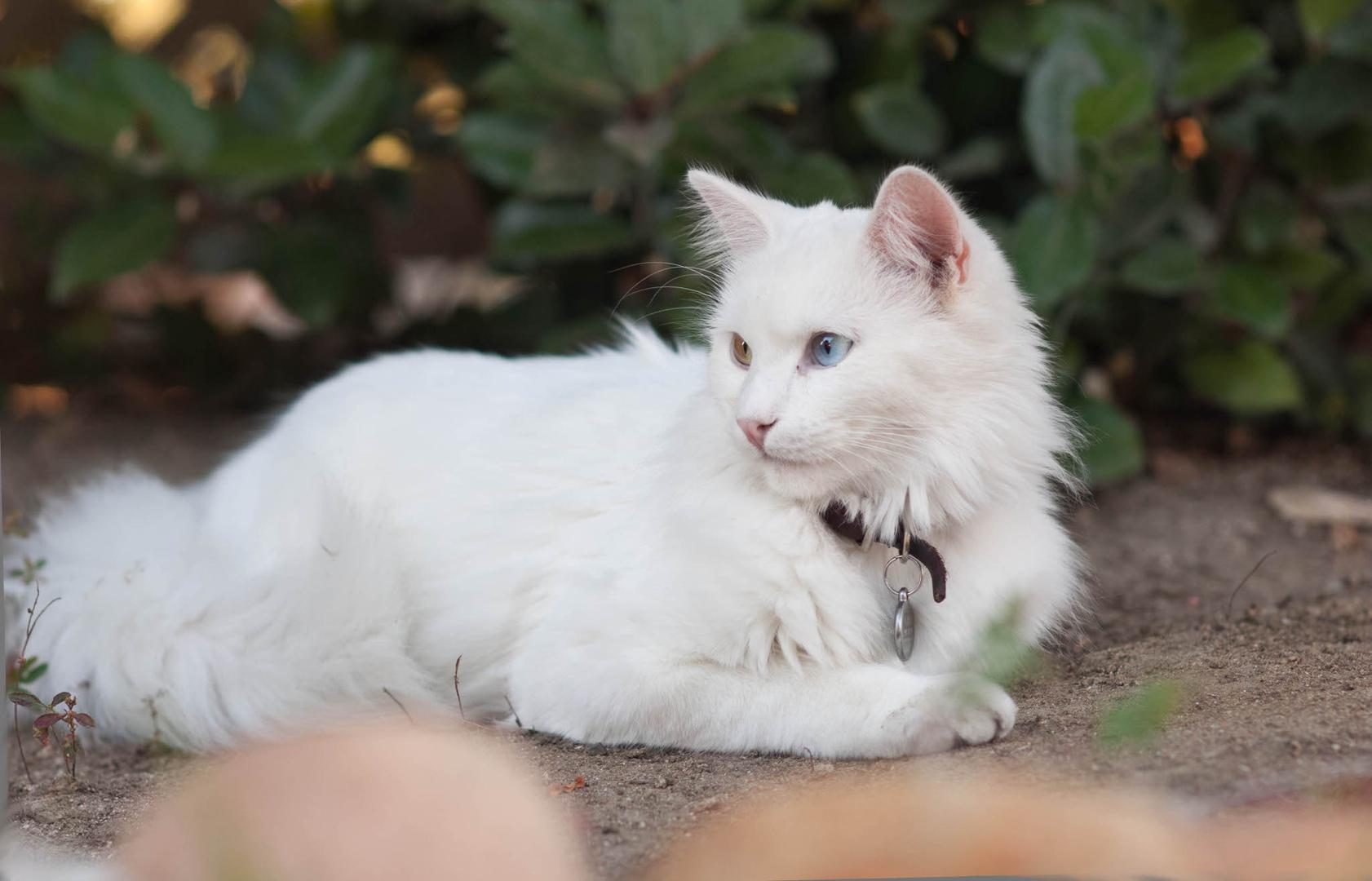 Turkish Angora.