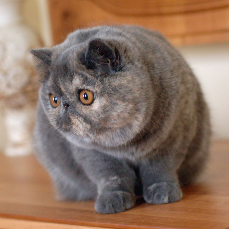 Exotic Shorthair.