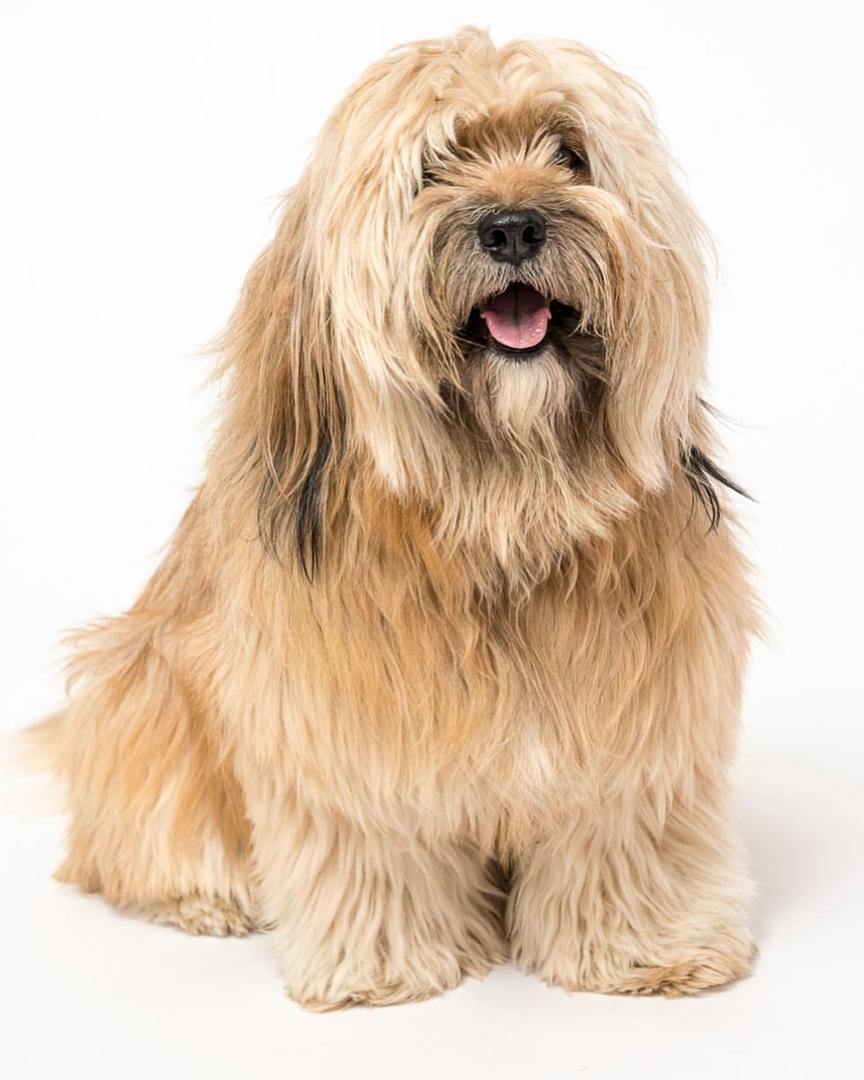 Tibetan Terrier.