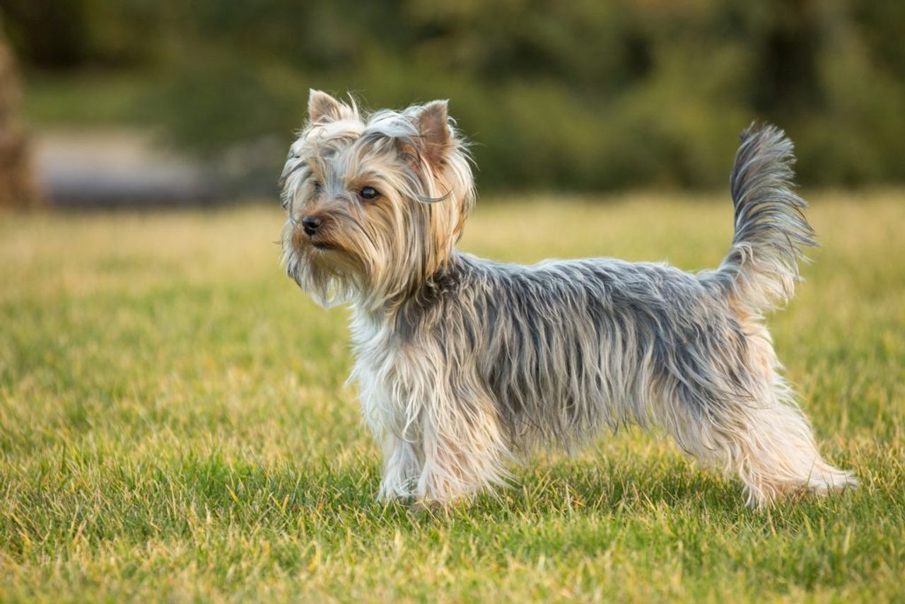 Yorkshire Terrier.