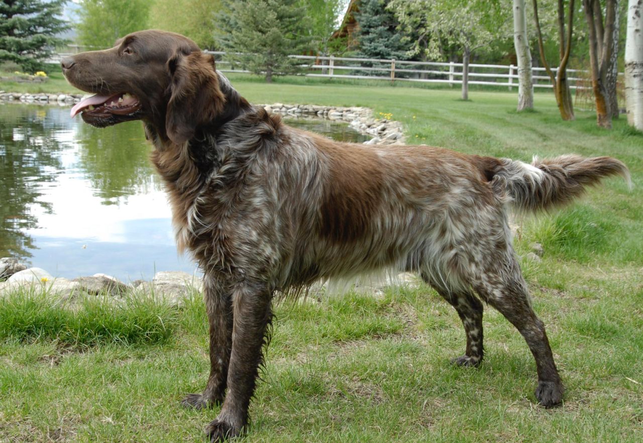 Wirehaired Pointing Griffon.