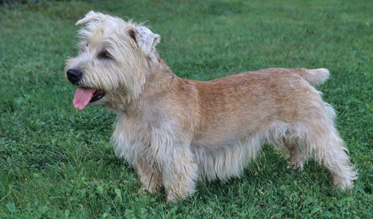 Glen of Imaal Terrier.