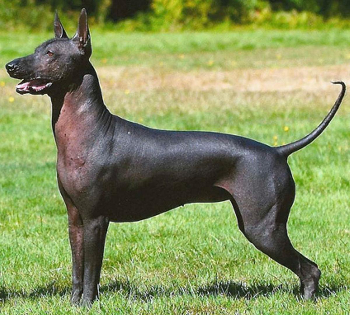 Xoloitzcuintli.