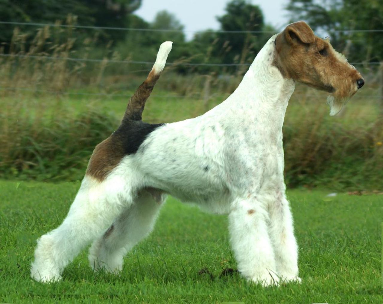 Wire Fox Terrier.