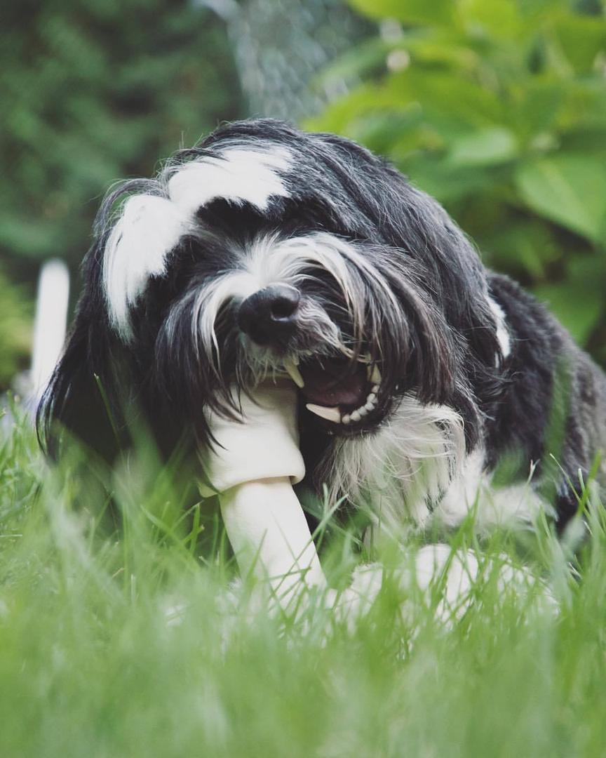 Tibetan Terrier.