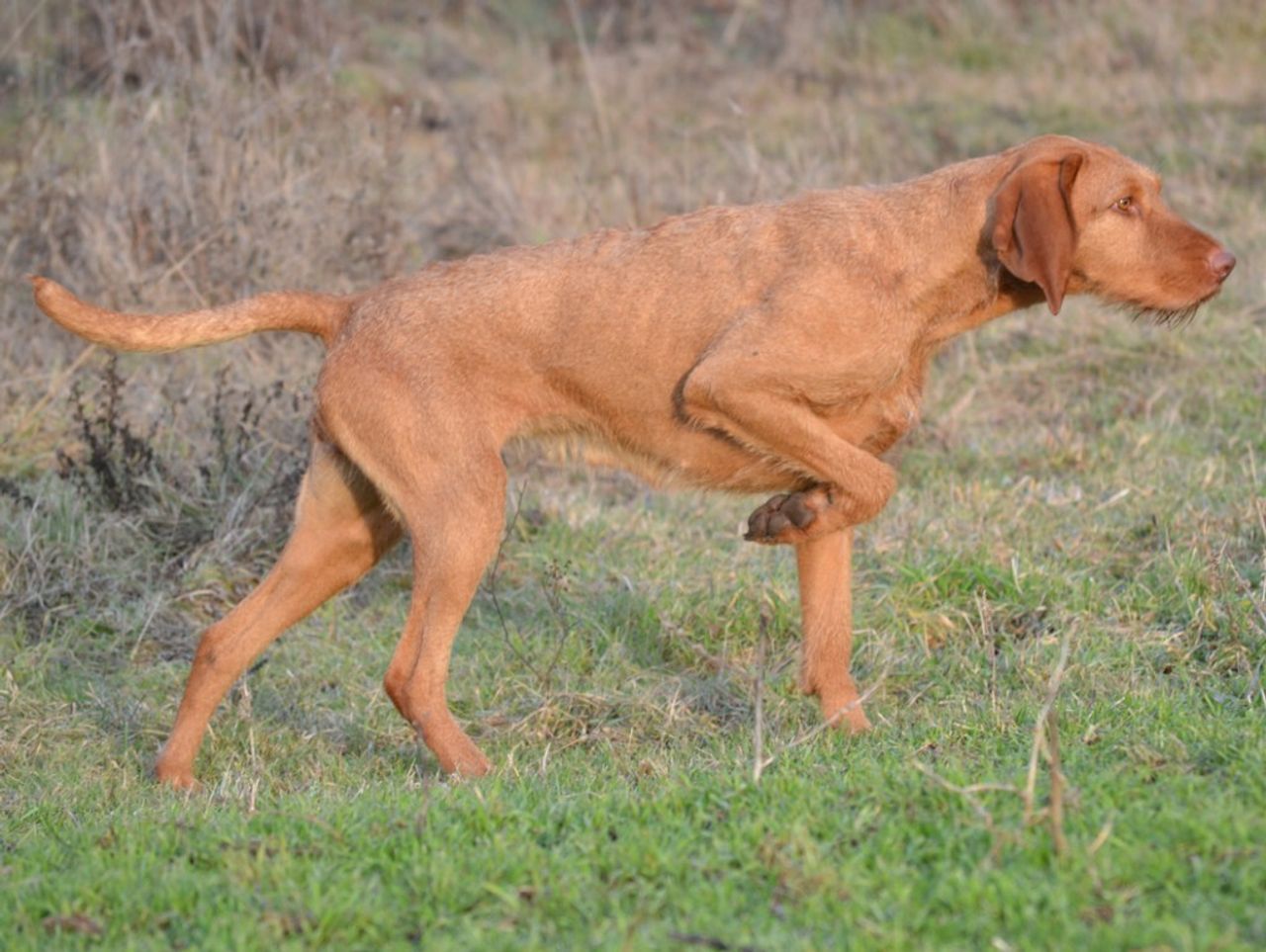 Wirehaired Vizsla.