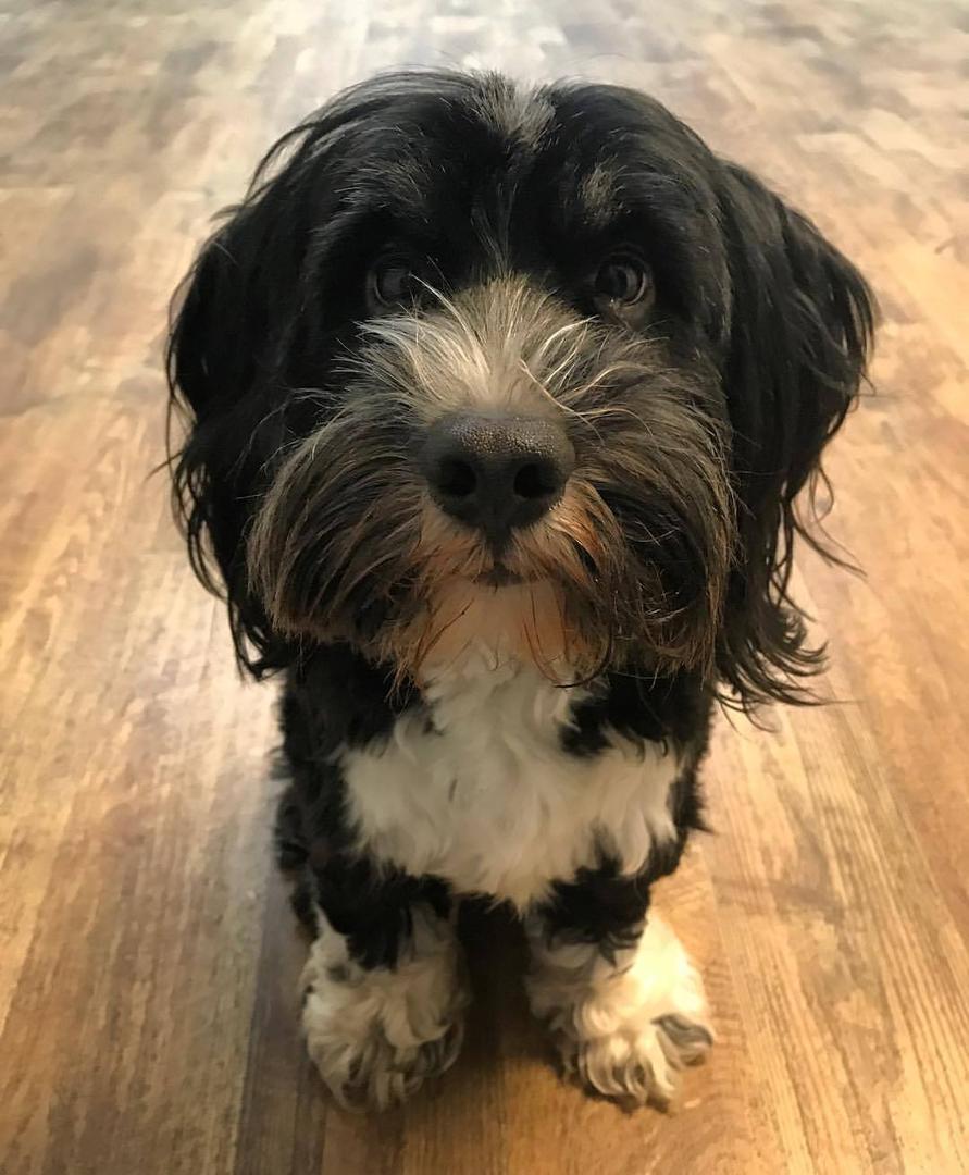 Tibetan Terrier.